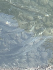 Aldrichetta forsteri