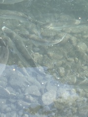 Aldrichetta forsteri