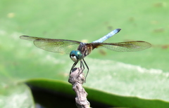 Pachydiplax longipennis