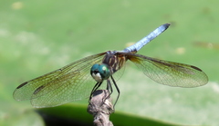 Pachydiplax longipennis
