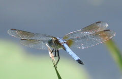 Pachydiplax longipennis