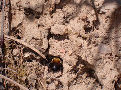 Anthophora abrupta