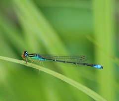 Enallagma antennatum