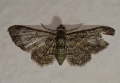 Chloroclystis mniochroa