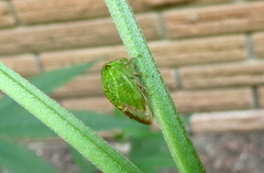 Stictocephala bisonia