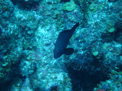 Hypoplectrus nigricans