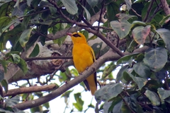 Oriolus auratus