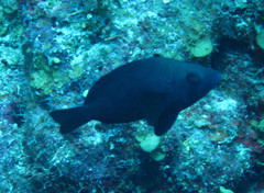 Hypoplectrus nigricans