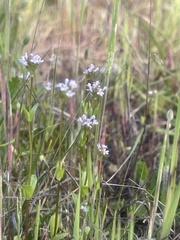 Plectritis ciliosa