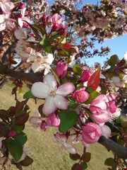 Malus angustifolia