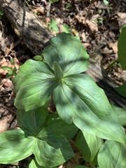 Trillium viridescens