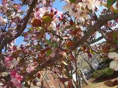 Malus angustifolia
