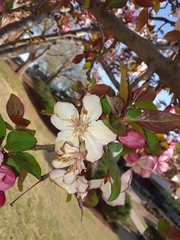 Malus angustifolia