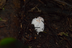 Glomeromycota