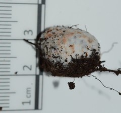 Glomeromycota