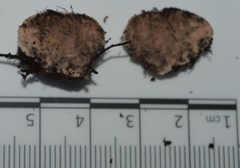 Glomeromycota