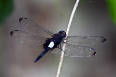 Pseudothemis zonata