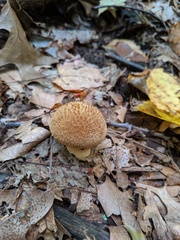 Lycoperdon caudatum