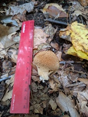 Lycoperdon caudatum