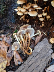 Pholiota prolixa