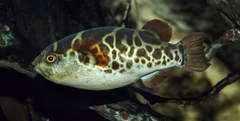 Ceylon Pufferfish photo 5