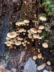 Pholiota prolixa