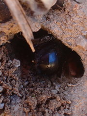 Anthophora abrupta