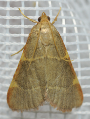Hypsopygia binodulalis