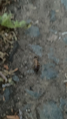Forficula auricularia