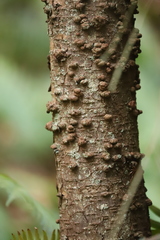 Cytospora kunzei