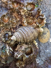 Nucella canaliculata