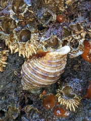 Nucella canaliculata