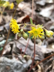 Waldsteinia