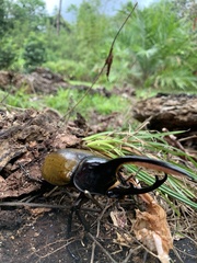 Dynastes septentrionalis