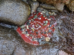 Urticina clandestina