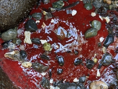 Urticina clandestina