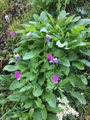 Primula austrofrigida
