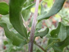 Atriplex pentandra