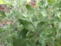 Atriplex pentandra
