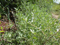 Atriplex pentandra