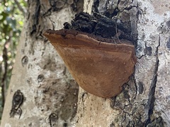 Fulvifomes floridanus