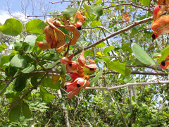 Pithecellobium unguis-cati