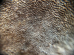 Fulvifomes floridanus