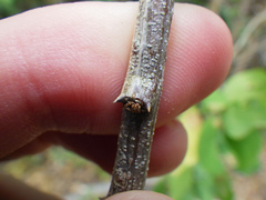 Pithecellobium unguis-cati