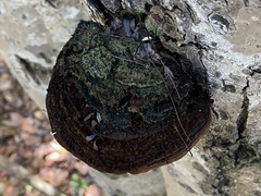 Fulvifomes floridanus