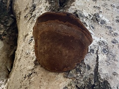 Fulvifomes floridanus