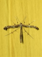 Tetraschalis arachnodes