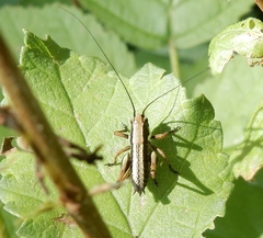 Eupholidoptera chabrieri