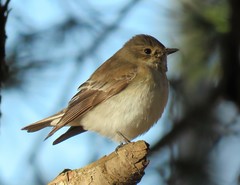 Ficedula hypoleuca hypoleuca