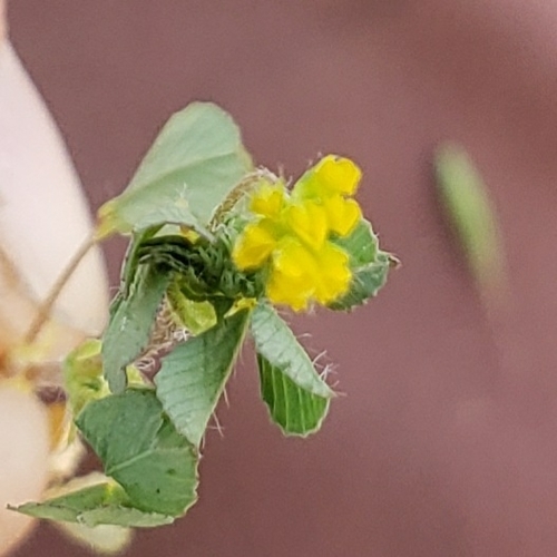 iNaturalist observation photo of Lesser hop trefoil